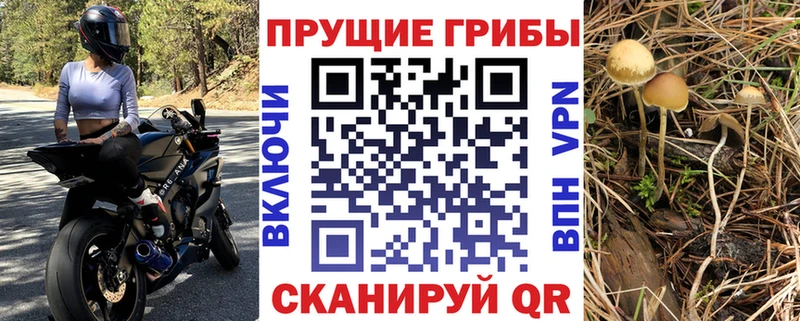 Псилоцибиновые грибы мицелий  наркота  kraken онион  Черняховск 